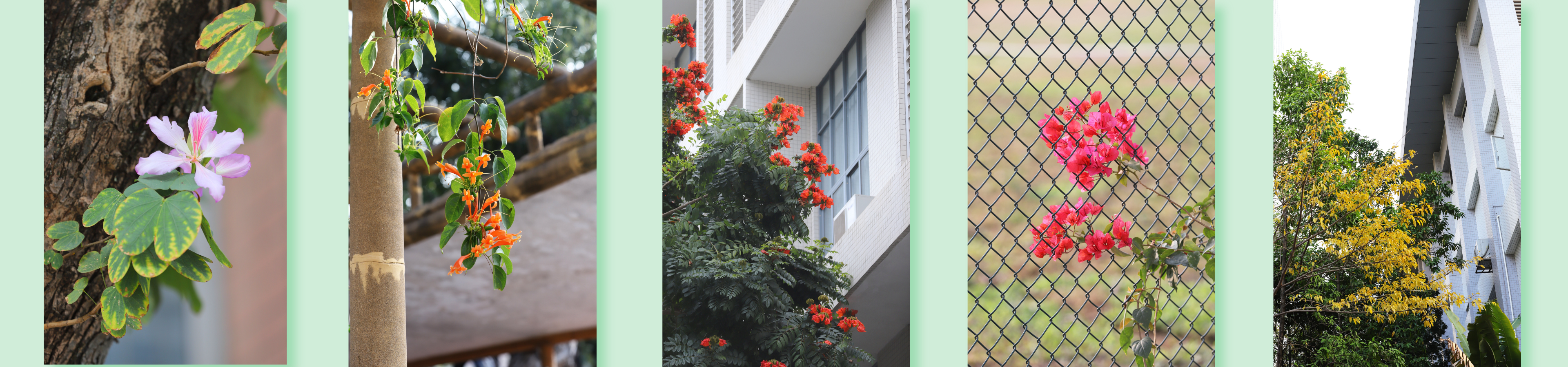 aa